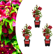 Clematide ‘Rouge Cardinal’ – vaso P9 – bellissima pianta rampicante a fioritura rossa 3x