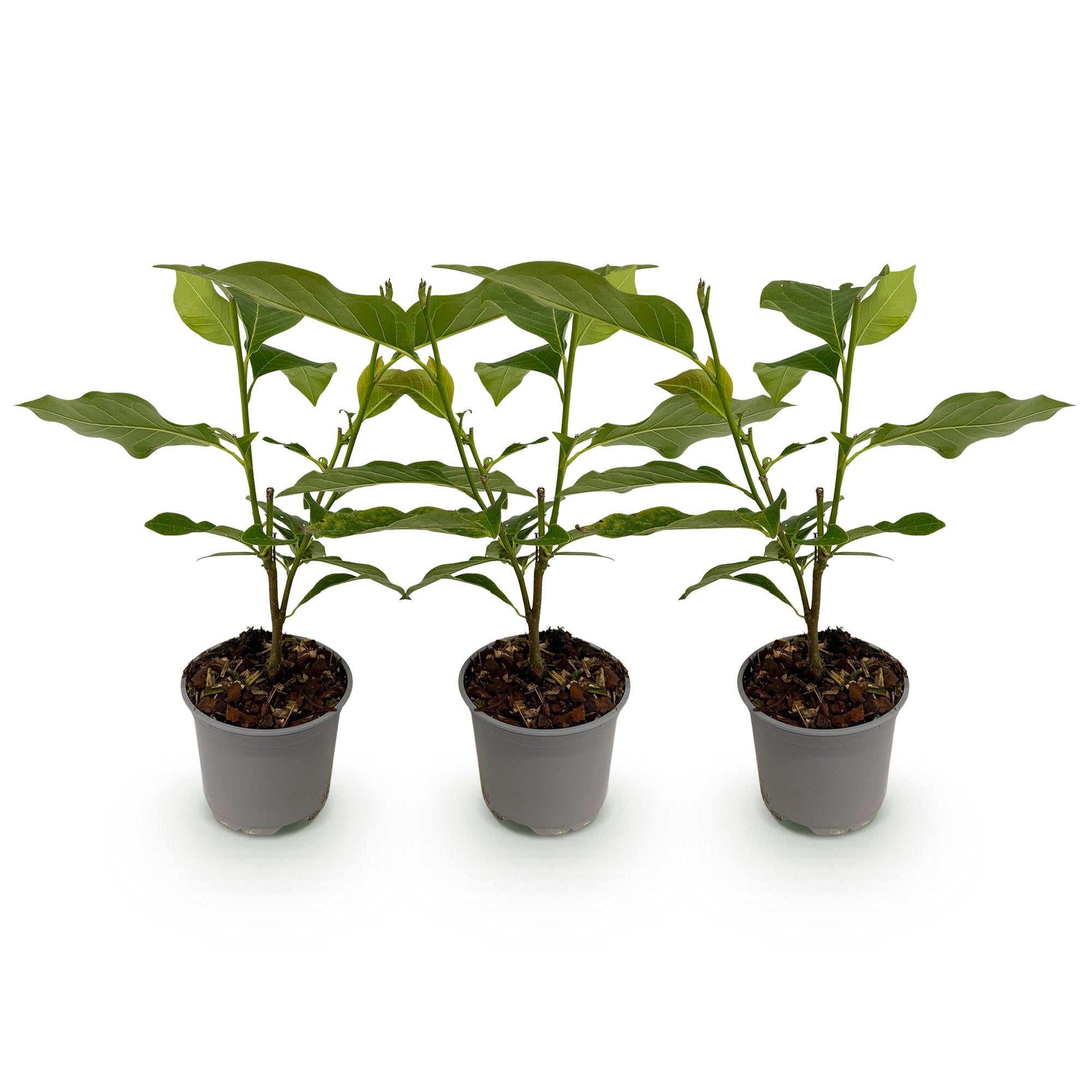 Magnolia George Henry Kern - Bloem Roze - 3 Planten - Bladverliezend - Weinig Onderhoud - Pot 12cm Hoogte 30cm