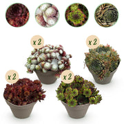 Sempervivum Big Sam - 8 Planten - Diversen kleuren - Weinig Onderhoud - Pot 14 Hoogte 17