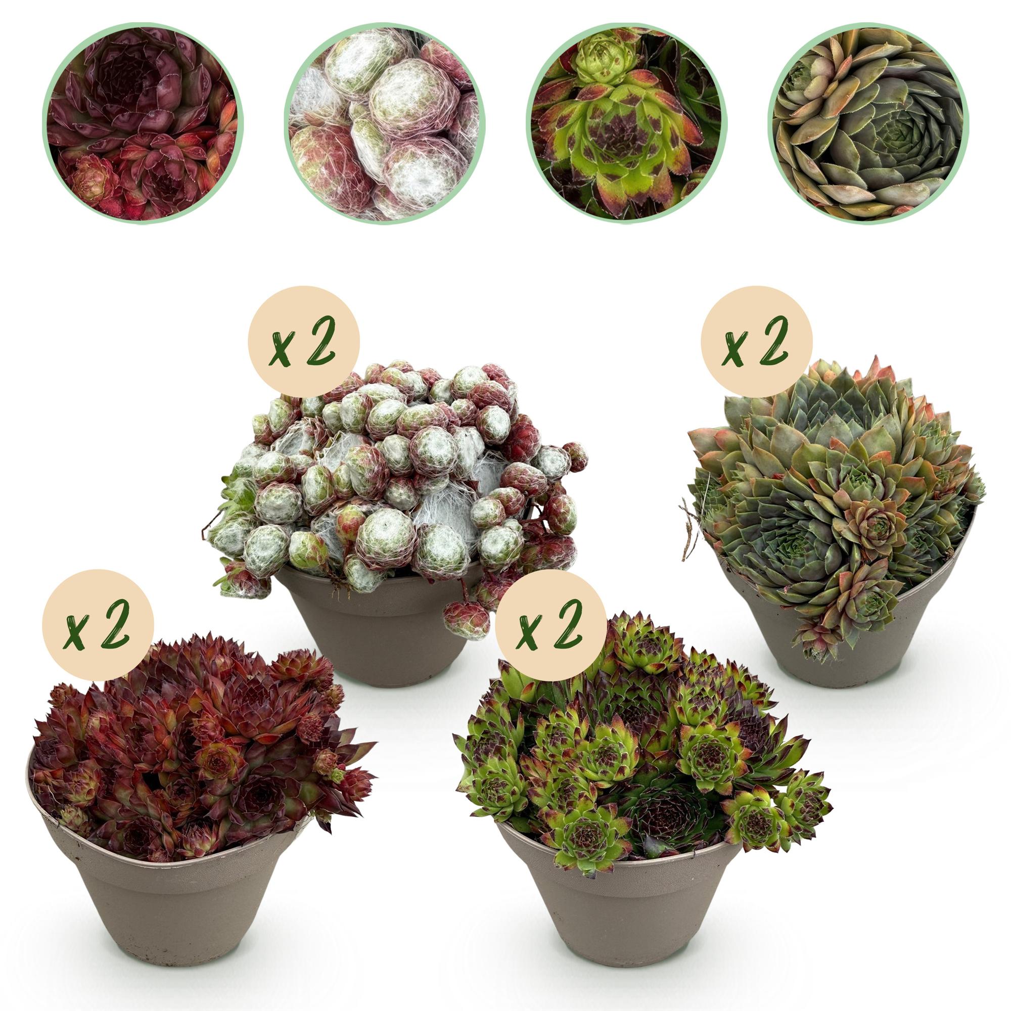 Sempervivum Big Sam - 8 Planten - Diversen kleuren - Weinig Onderhoud - Pot 14 Hoogte 17