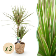 Dracaena Sunray - Drakenbloedboom - Weinig onderhoud - met mand - Groen - 2 Planten - Pot 17cm - Hoogte 70-75cm