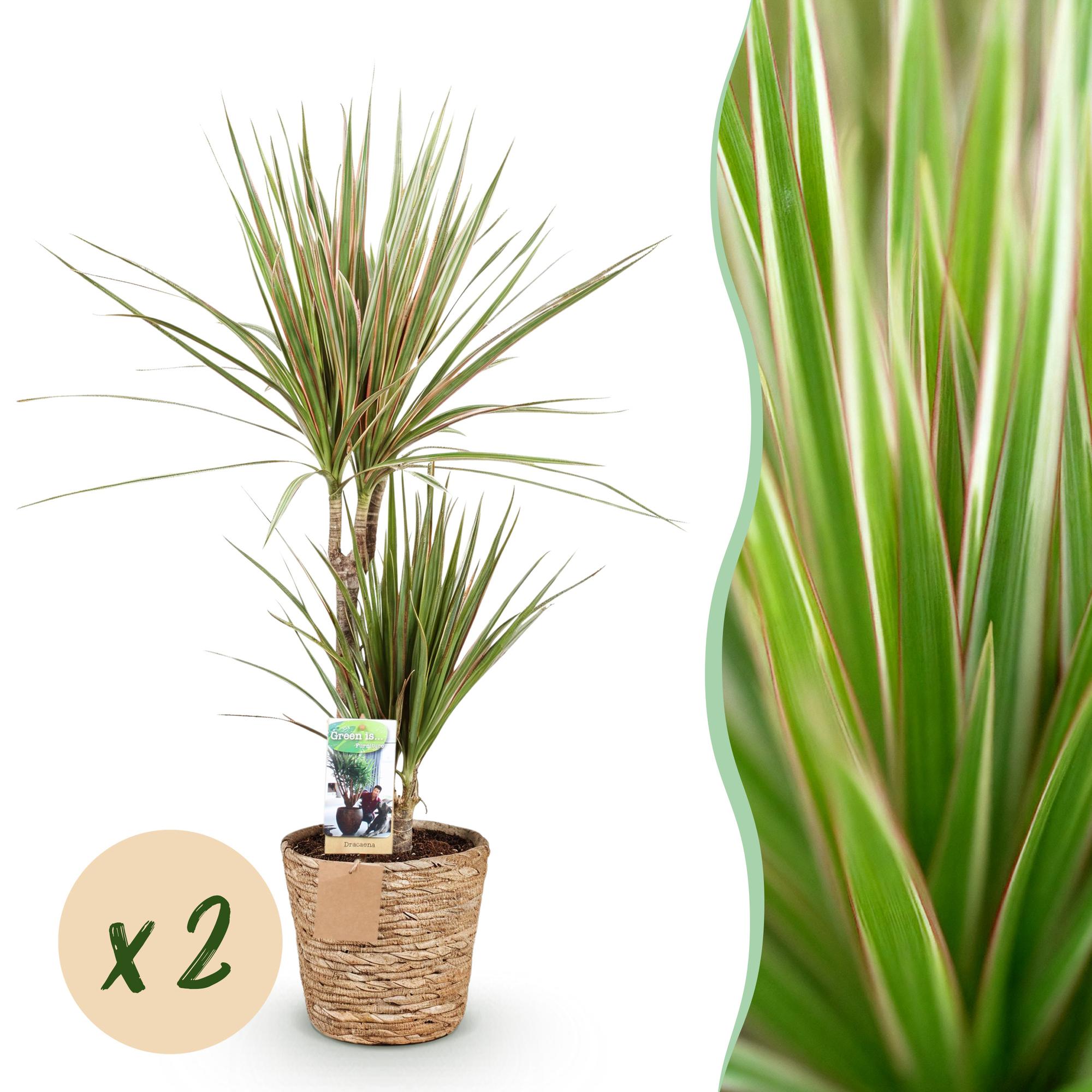 Dracaena Sunray - Drakenbloedboom - Weinig onderhoud - met mand - Groen - 2 Planten - Pot 17cm - Hoogte 70-75cm