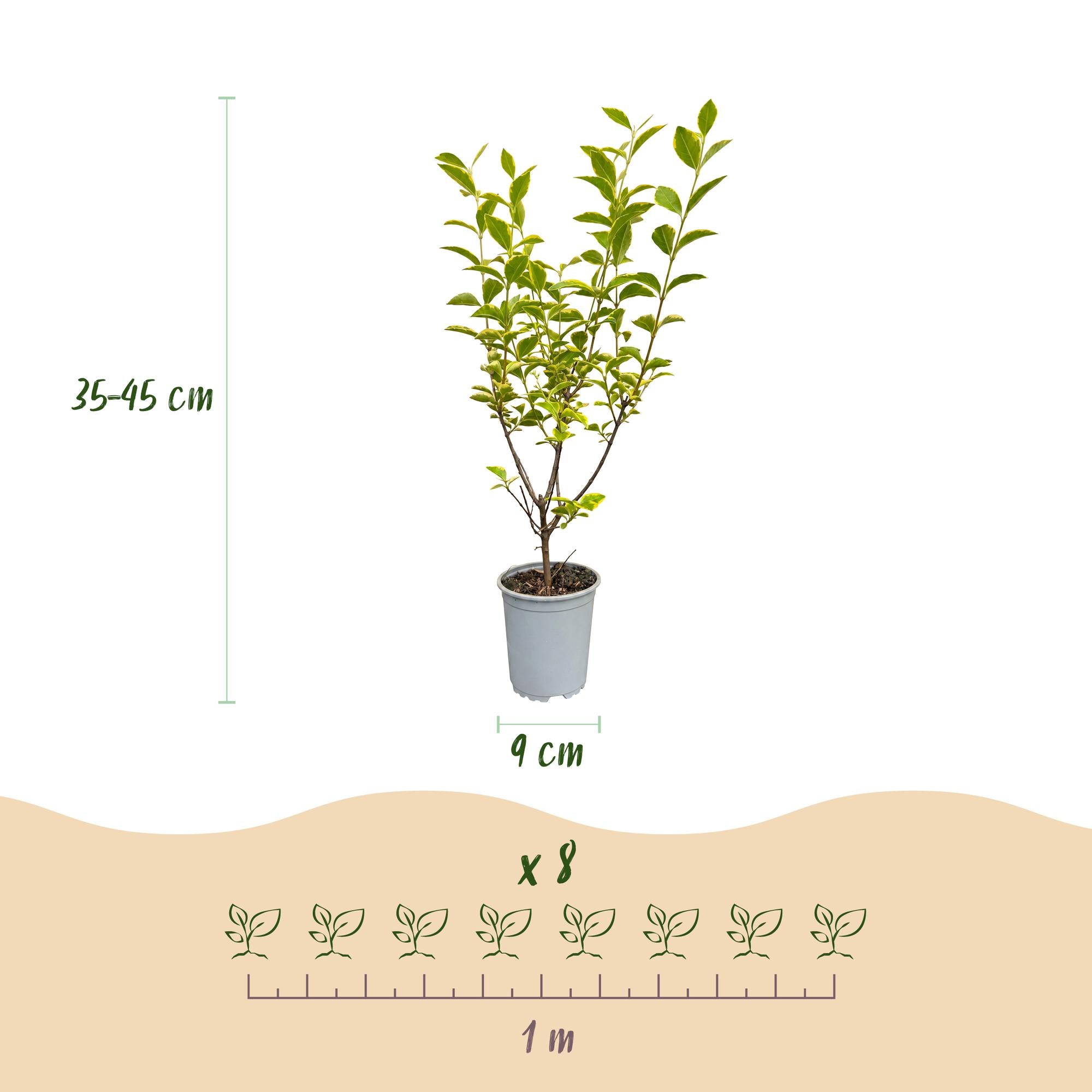 Ligustrum ovalifolium Aureum - 16x Bontbladige Liguster - Haagplanten - Groenblijvend - Bont - Pot 9cm - Hoogte 35-45cm