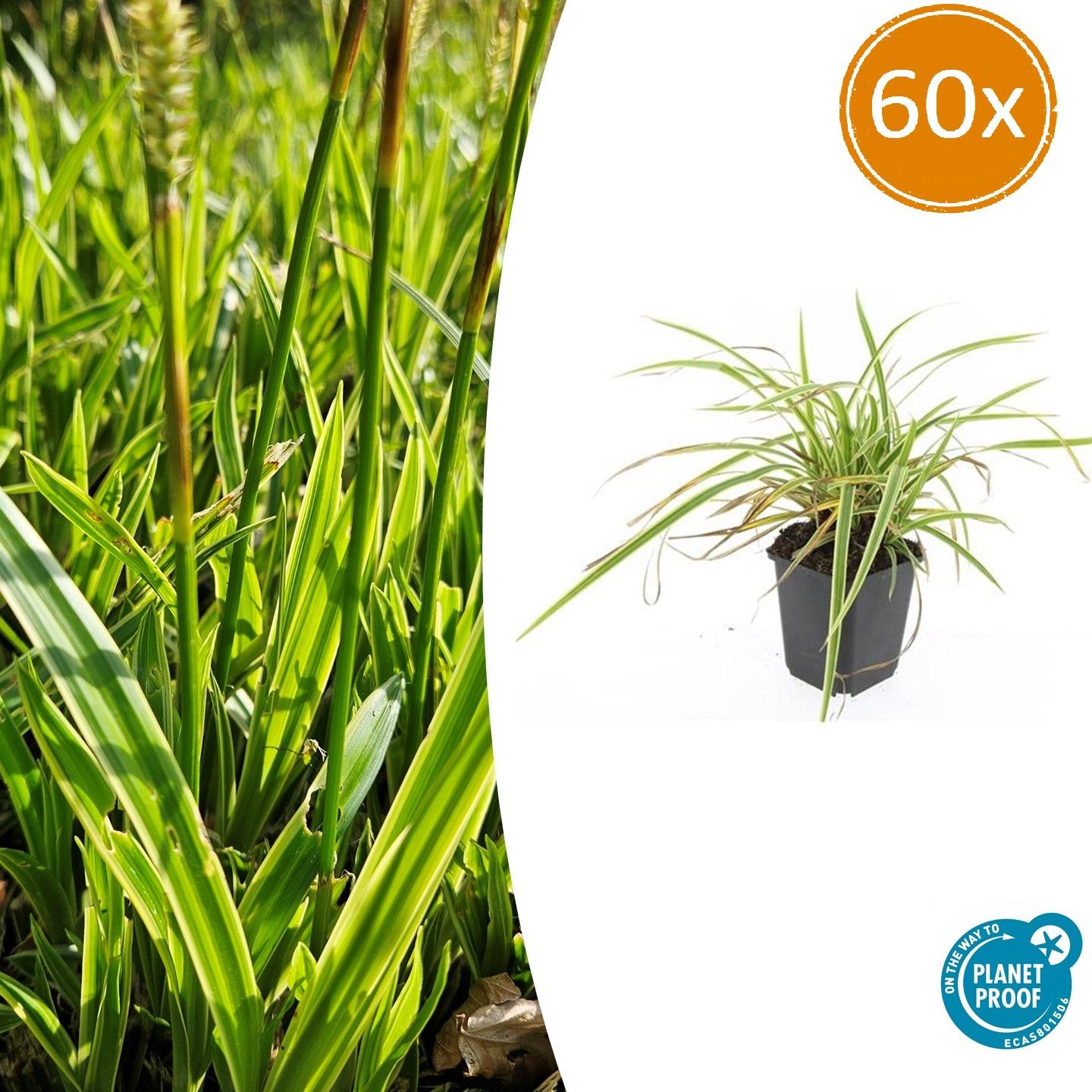 60x Carex morrowii 'Aureovariegata' - ↕10-25cm - Ø9cm