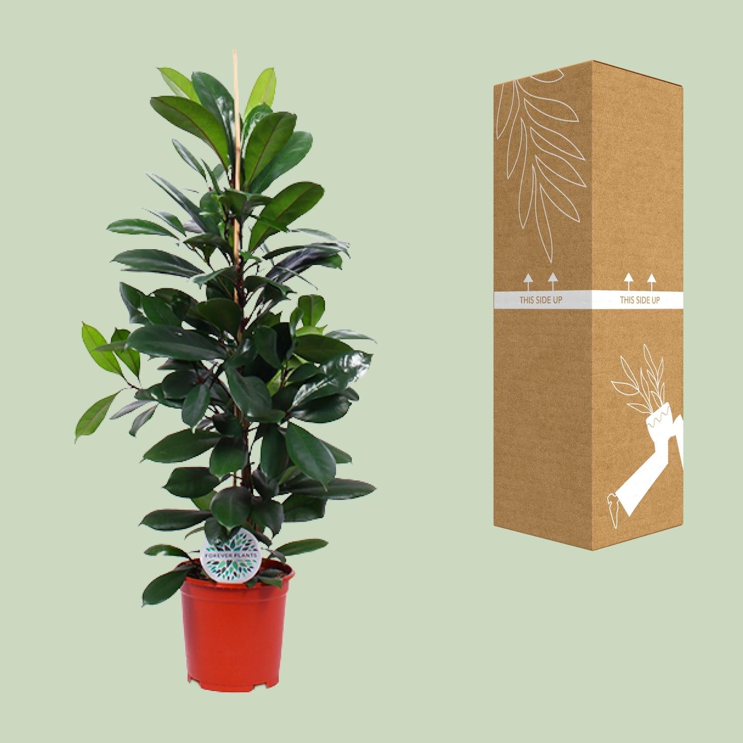 Ficus Cyathistipula – Ø21cm – ↕105cm