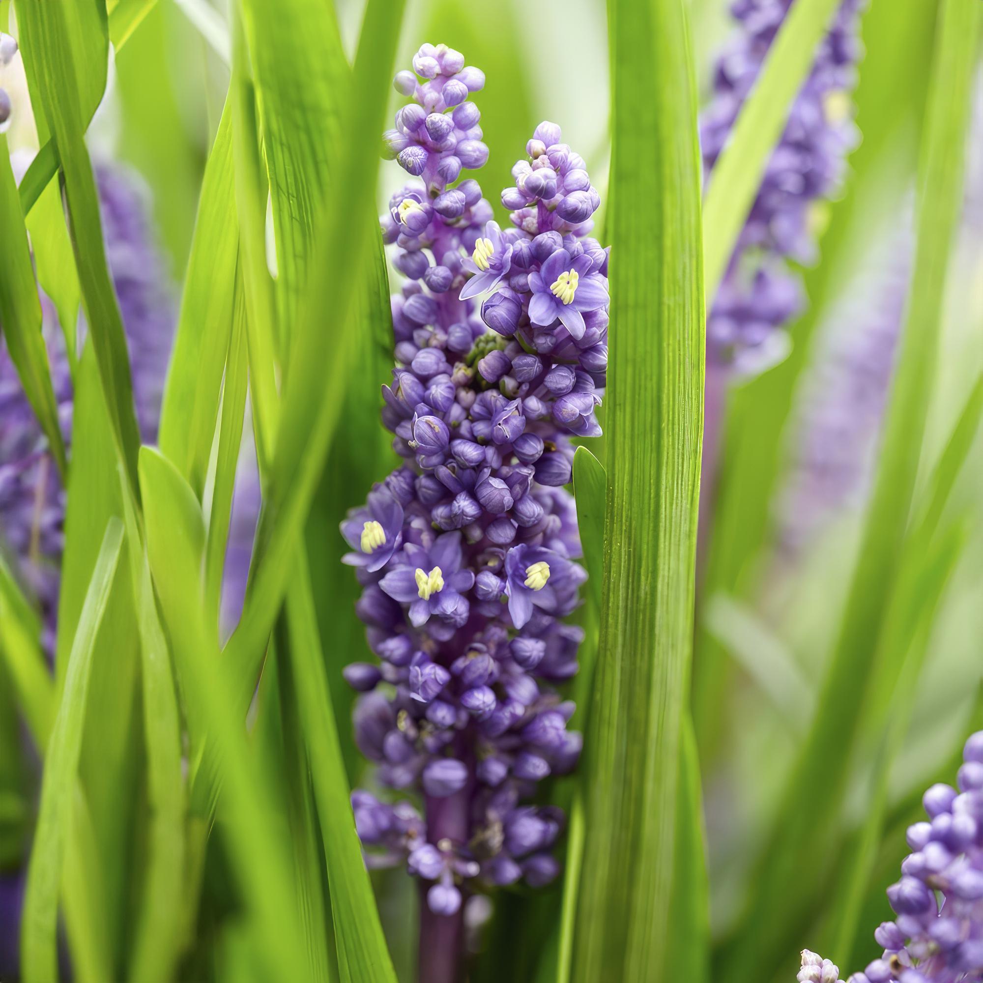 48x Liriope muscari 'Big Blue' - ↕10-25cm - Ø9cm
