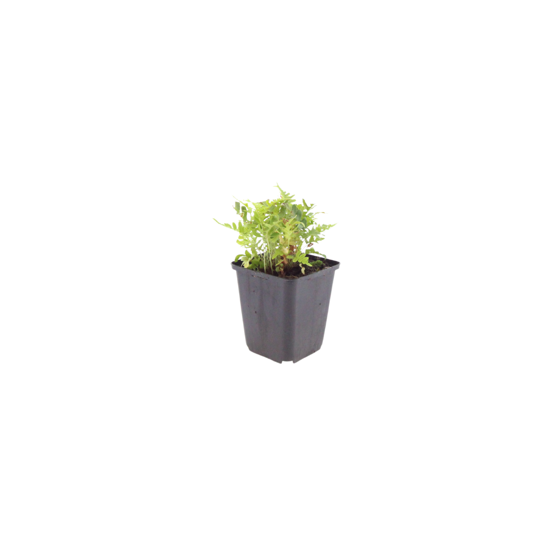 12x Polypodium vulgare - ↕10-25cm - Ø9cm