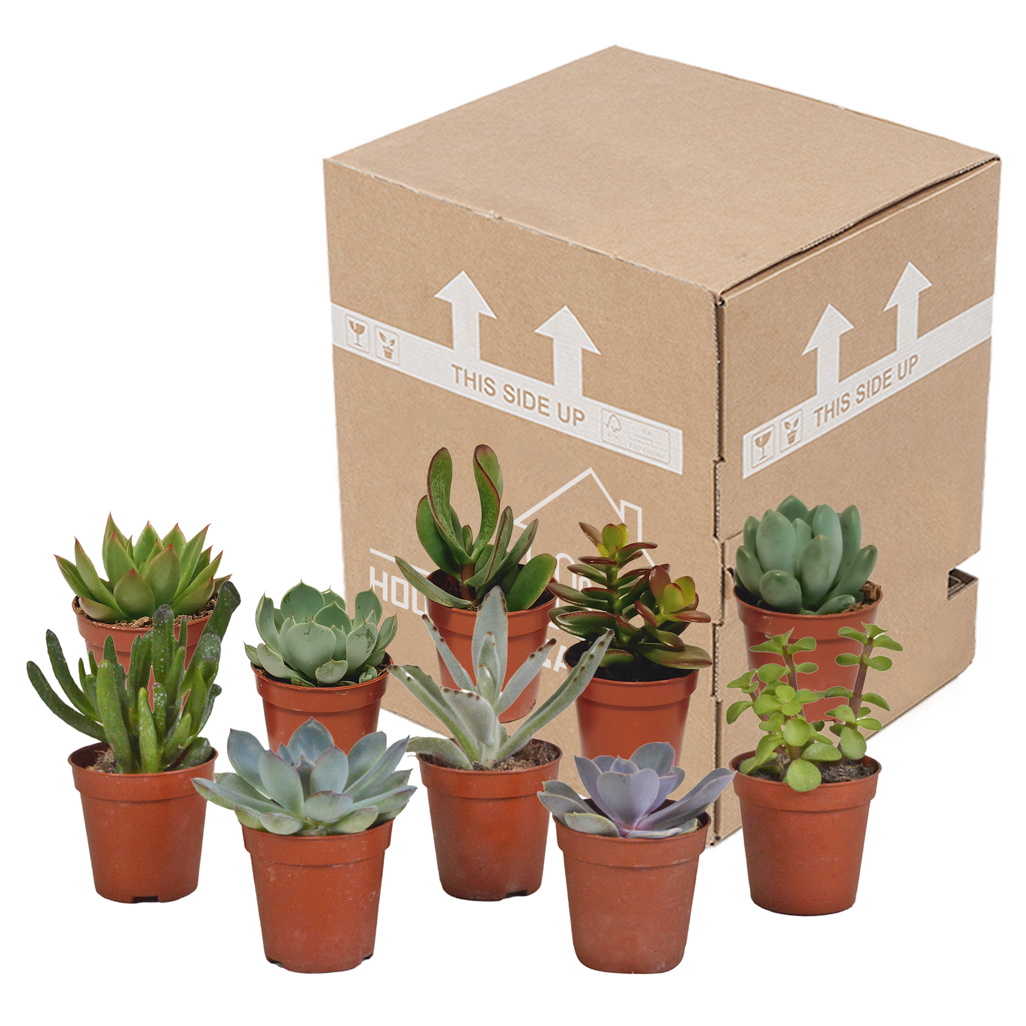 Succulent mix 5.5 cm - 10x - without pot