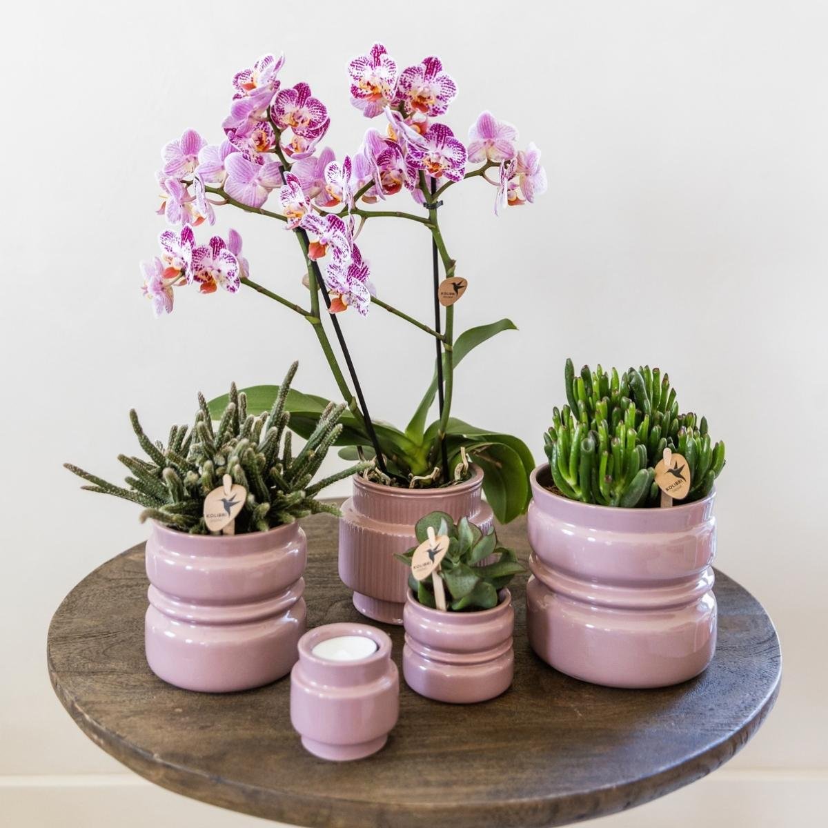 Kolibri Orchids | Combi Deal - 4 Roze-Paarse Phalaenopsis Orchideeën Diamond Bora Bora - Ø9 cm