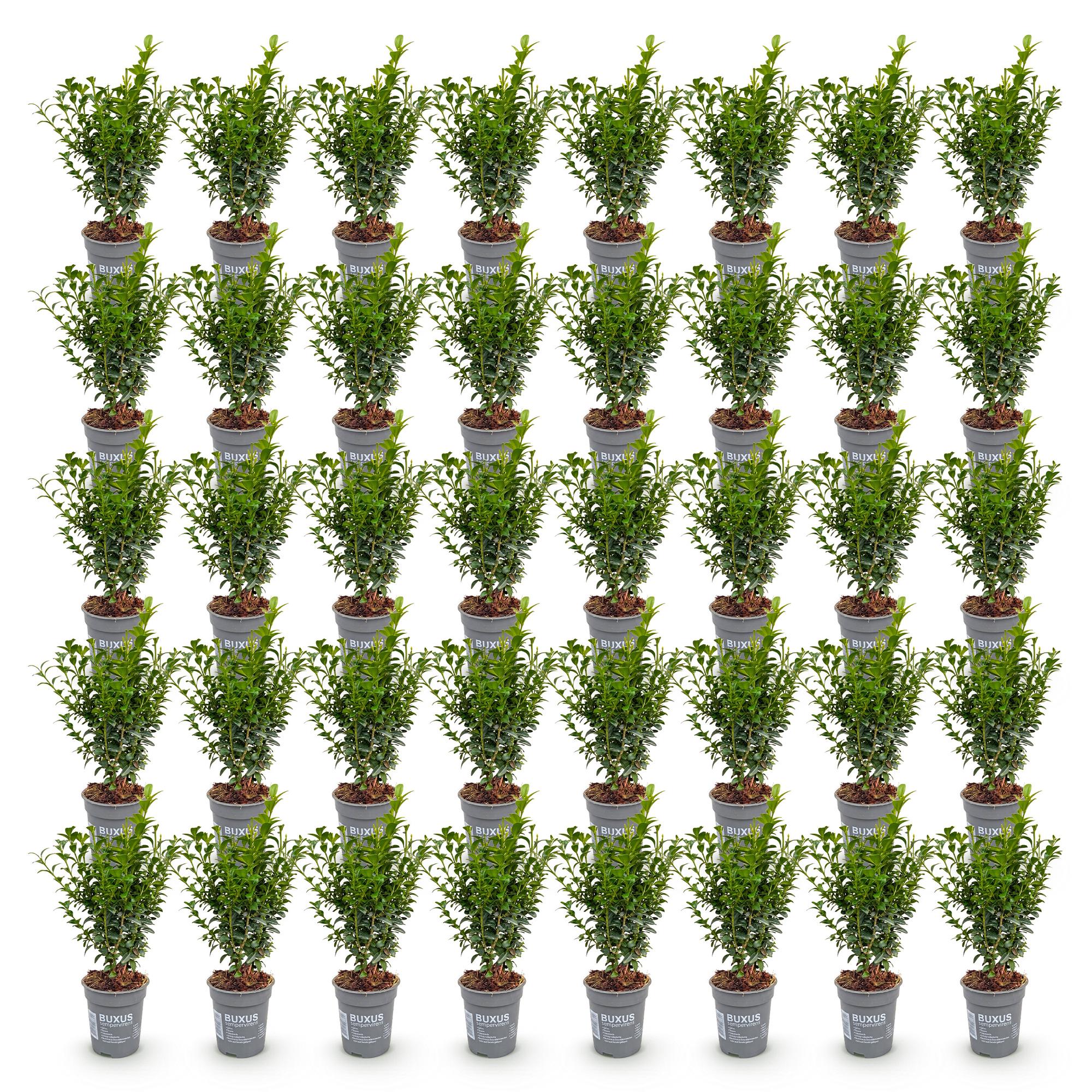 Buxus sempervirens - 40x - Haagplanten - Groenblijvend - Groen - Pot 9cm - Hoogte 20-25cm