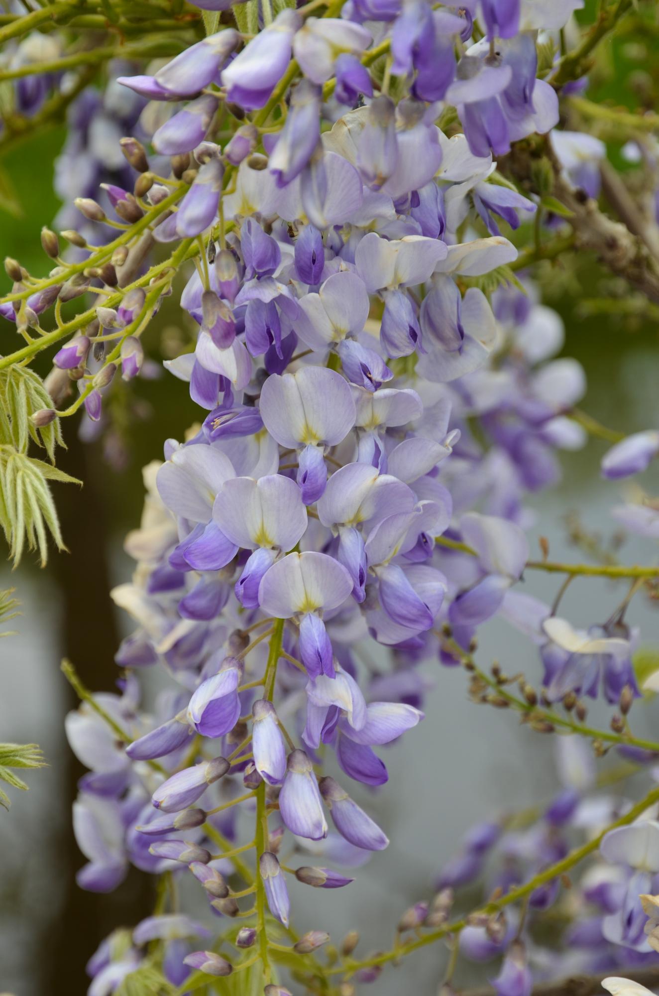 Glicina sinensis Caroline - Purple Rain - Ø15cm - ↕65cm