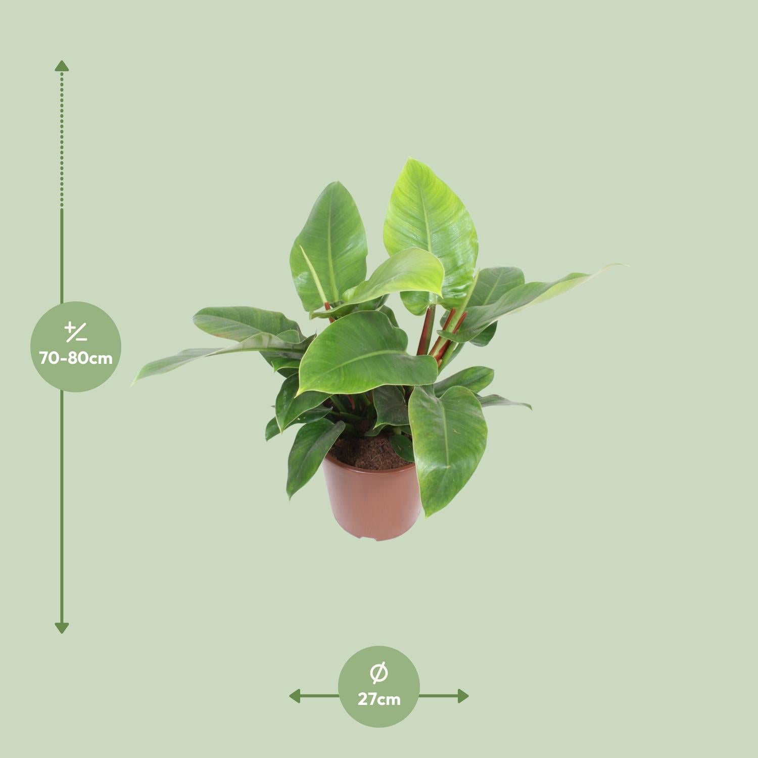 Philodendron vert impérial - Ø27cm - ↕80cm