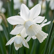 120 bulbos de narciso botánico blanco - Mezcla botánica de narcisos blancos - Blanco - Floración primaveral - Tamaño del bulbo: 10/12