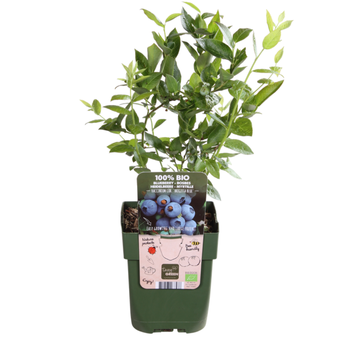 6 plants de myrtilles BIO - Ø 13 cm - ↨ 20 cm