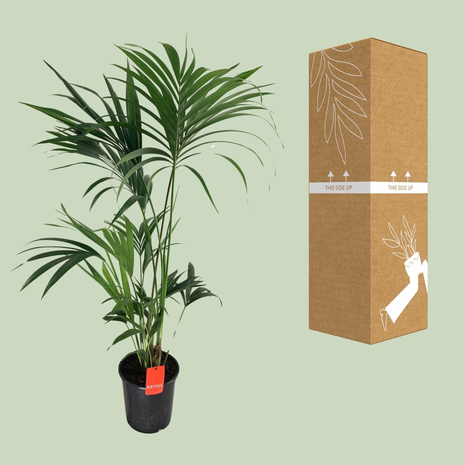 Howea Forsteriana - Ø24cm - ↕130cm