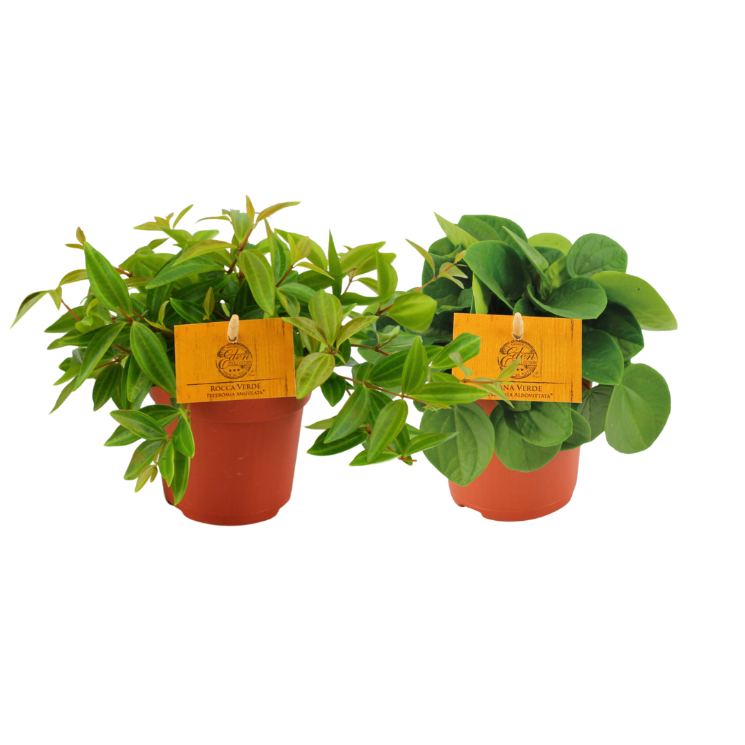 Peperomia Duo 2.0 - 2 pezzi - Ø10,5cm - ↕15cm