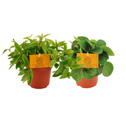 Peperomia Duo 2.0 - 2 pezzi - Ø10,5cm - ↕15cm