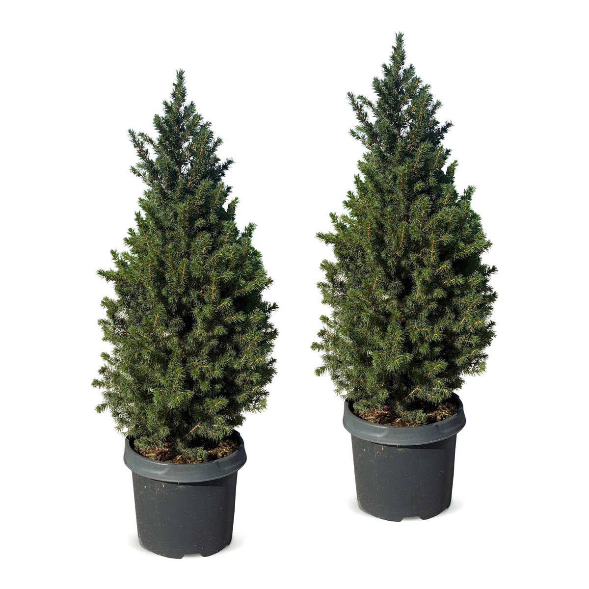 Picea glauca Conica - 2x Kegelspar - Groen - Kerstboom - Ø23cm - ↕80cm