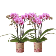 Kolibri Orchids | Combi Deal - 2 Roze-Paarse Phalaenopsis Orchideeën Diamond El Salvador - Ø9 cm