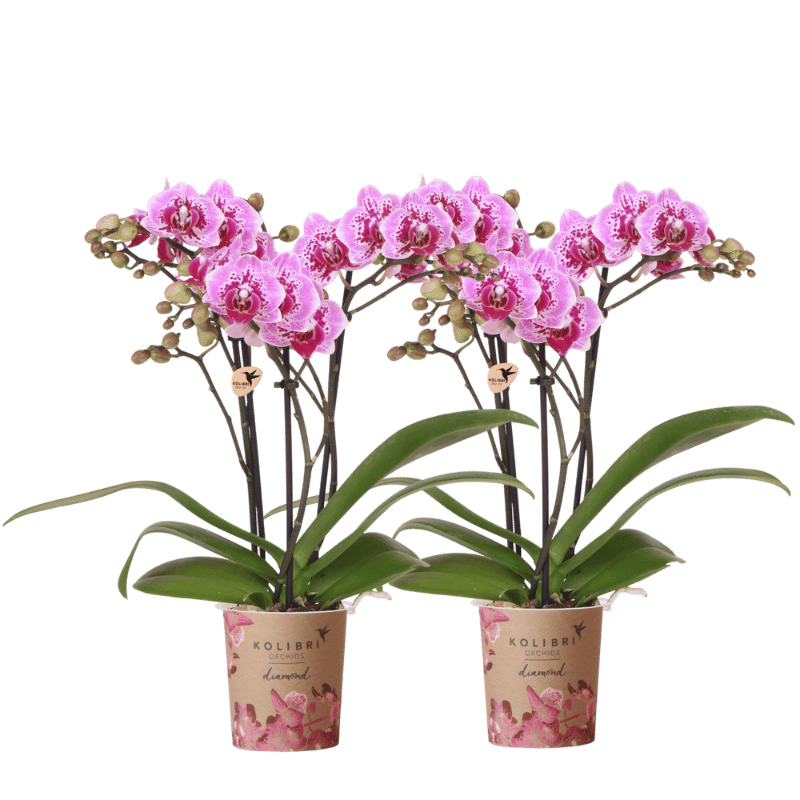 Kolibri Orchids | Combi Deal - 2 Roze-Paarse Phalaenopsis Orchideeën Diamond El Salvador - Ø9 cm