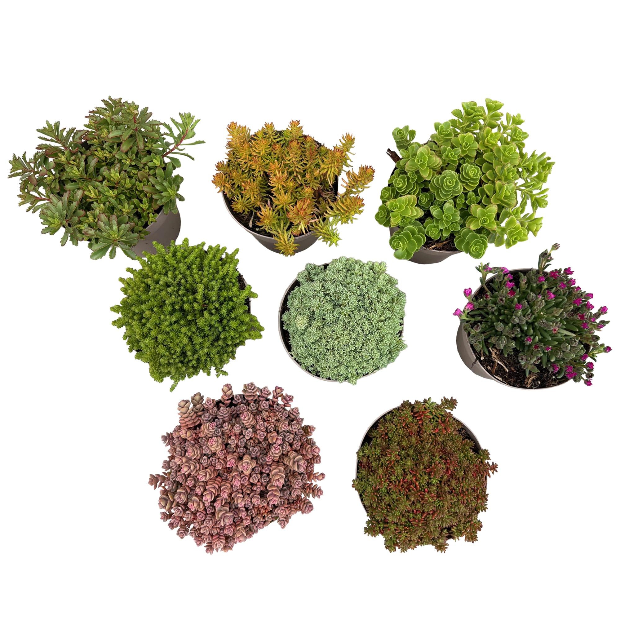 Green boutiQ – Bodendecker – Winterhart – Alpine Mischung – 8 Pflanzen – Verschiedene Farben – Pflegeleicht – Topfgröße 14, Höhe 17