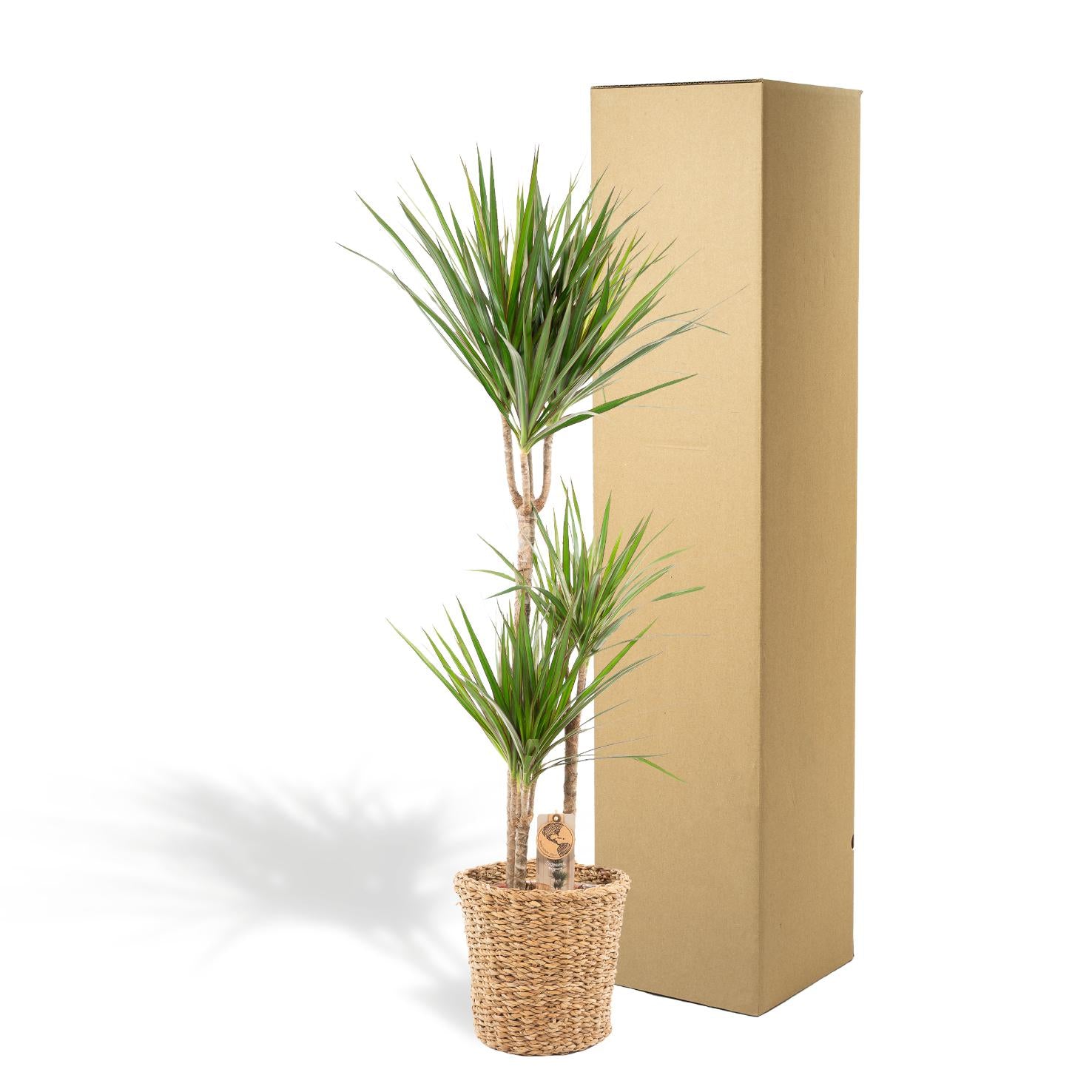 Dracaena mit Korb - ↨120 cm - Ø21 cm