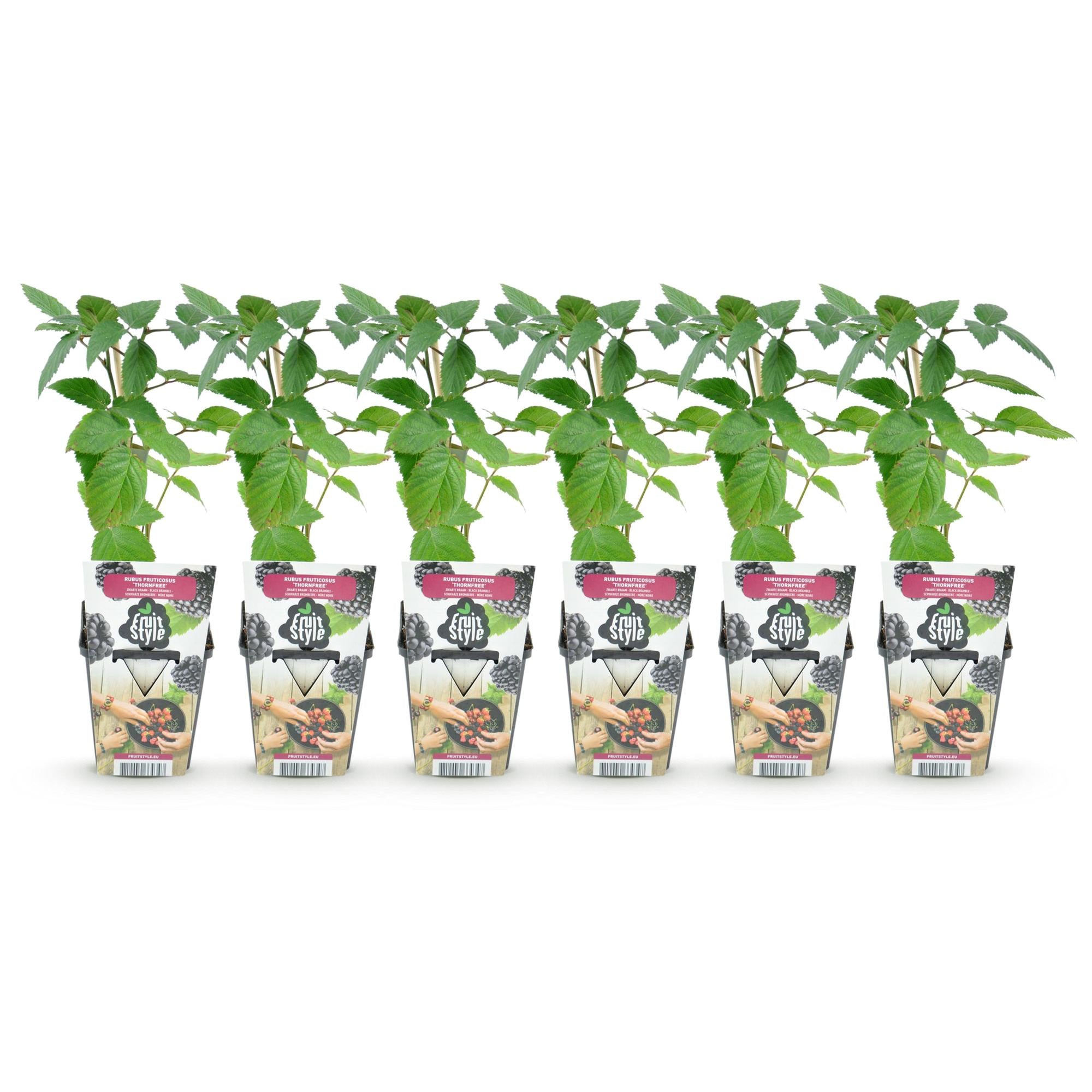 Doornloze Braam - Rubus Thornfree - Winterhard - 6 Planten - Pot 9 cm - Zwarte Braam