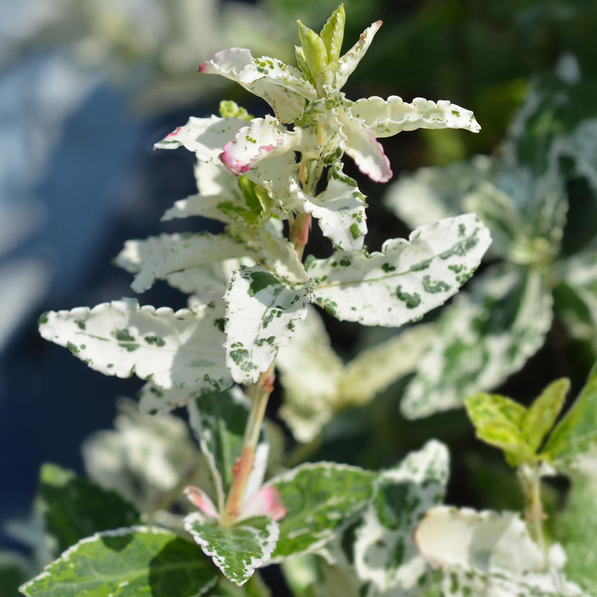 Euonymus fortunei Harlequin - Terras Plant - Bladhoudend - Winterhard - Groen-Wit Blad - Pot 19cm Hoogte 90cm