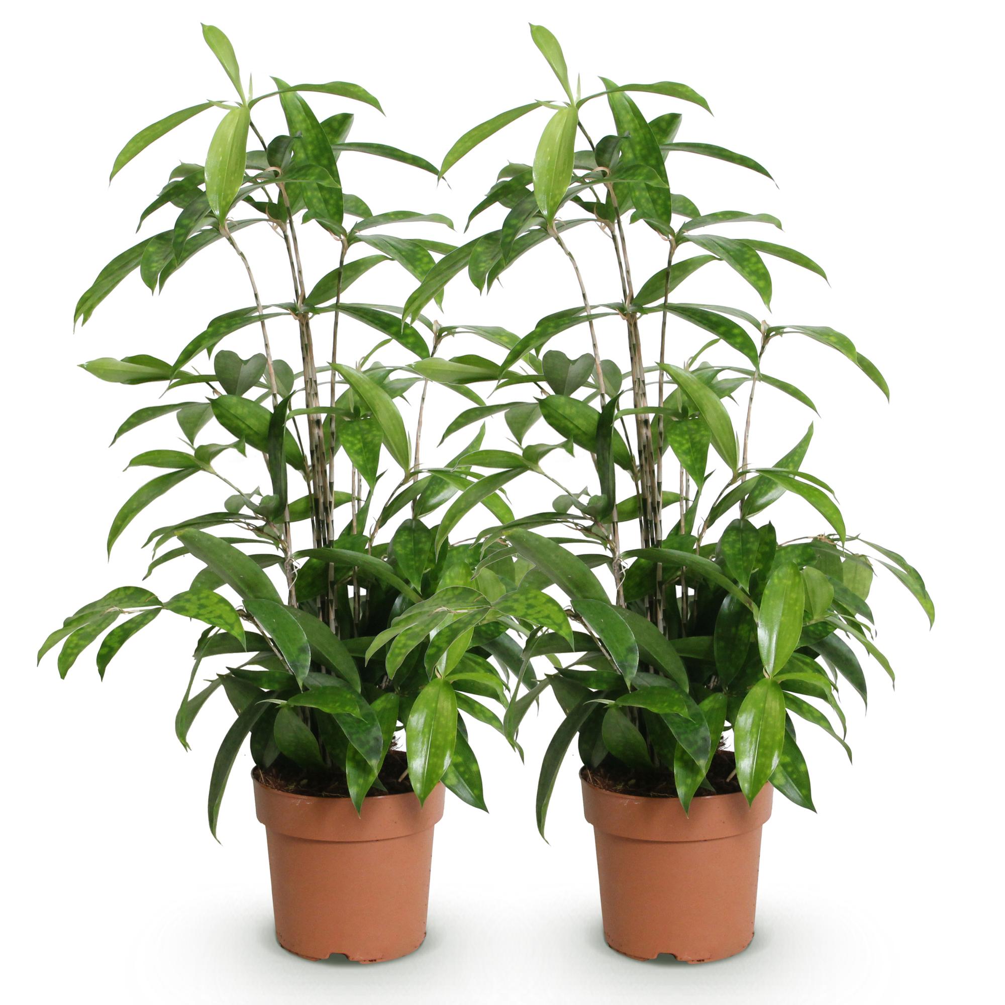 Dracaena surculosa - Drakenbloedboom - Weinig onderhoud - Groen - 2 Planten - Pot 17cm - Hoogte 60-70cm