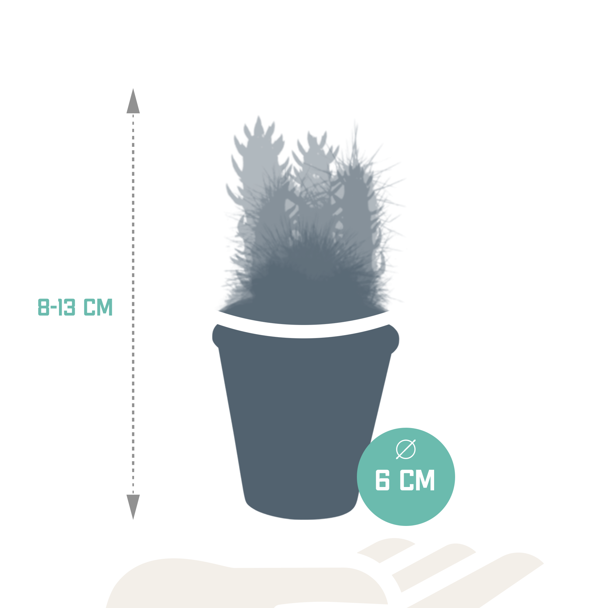 Cactus mix 5.5 cm - 5x - in terracotta pot