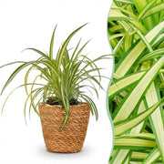 Chlorophytum comosum Variegatum - Bonte Graslelie - Huisdiervriendelijke Plant - Groen - 1 Plant - met Mand - Pot 12cm - Hoogte 20cm