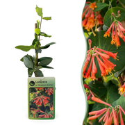 Lonicera br. 'Dropmore Scarlet' - Kamperfoelie 'Dropmore Scarlet' - Rood-Geel - Klimplant - Ø9cm - ↕35cm