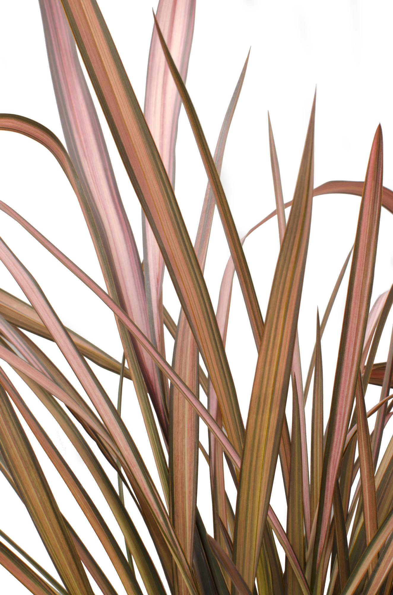 Phormium 'Rosa Flamingo' - Ø14cm - ↕50cm