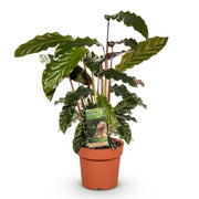 Calathea Rufibarba - Pot 17cm - Hoogte 55-60cm