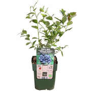 Vaccinium corymbosum 'Reka' - Myrtille - Ø13cm - ↕45cm