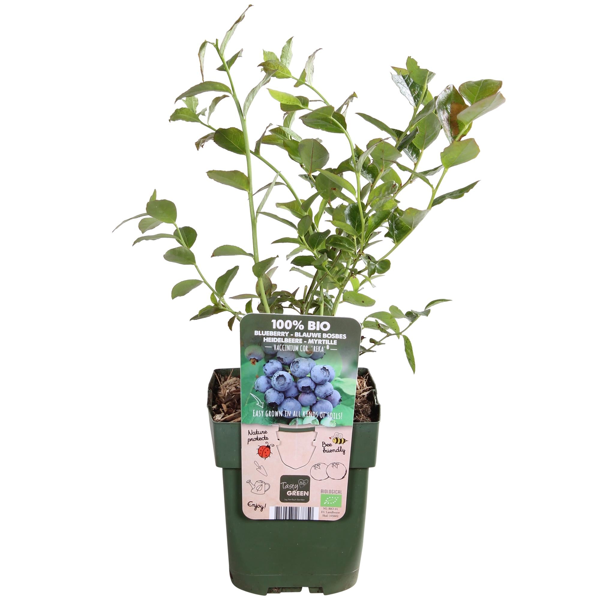Vaccinium corymbosum 'Reka' - Myrtille - Ø13cm - ↕45cm