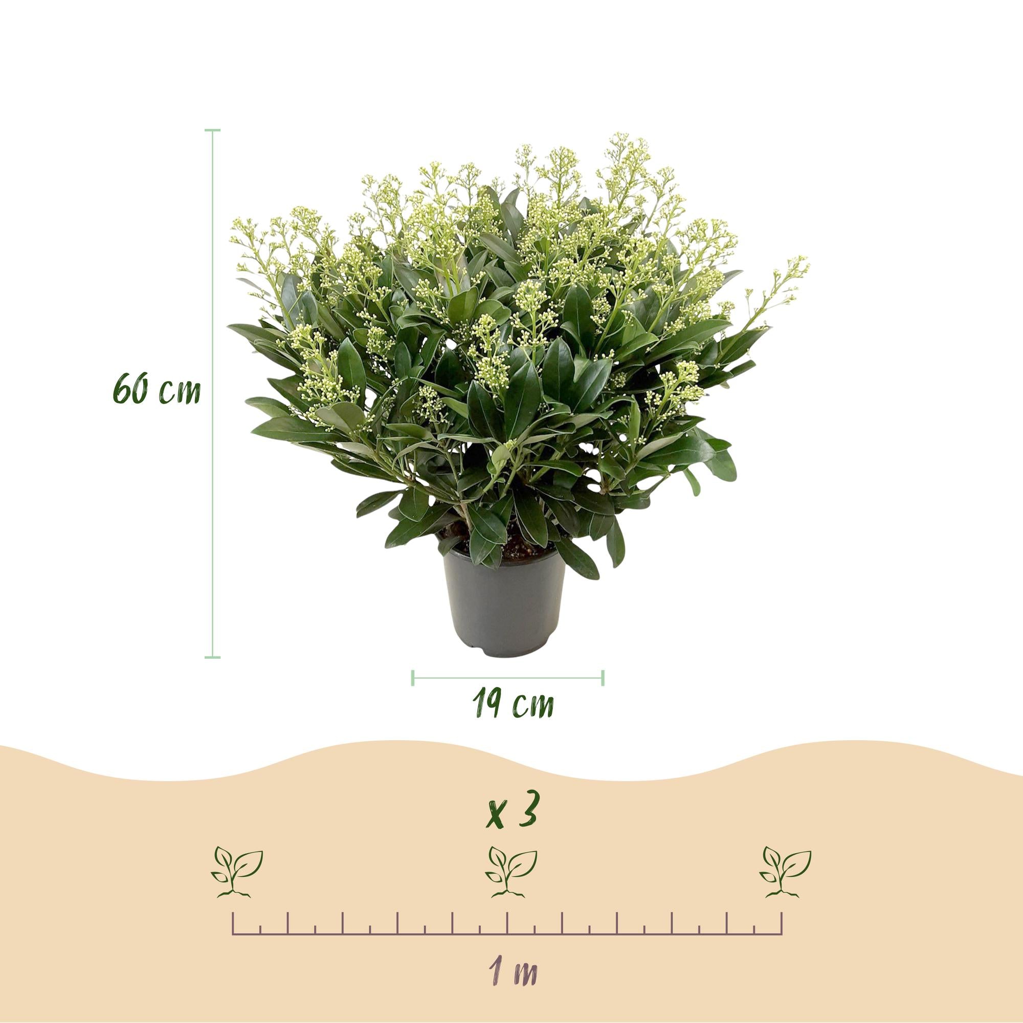 Skimmia japonica Finchy - Bloem Wit - 40+ Bloemen - 1 Plant - Winterhard - Pot 19cm Hoogte 60cm