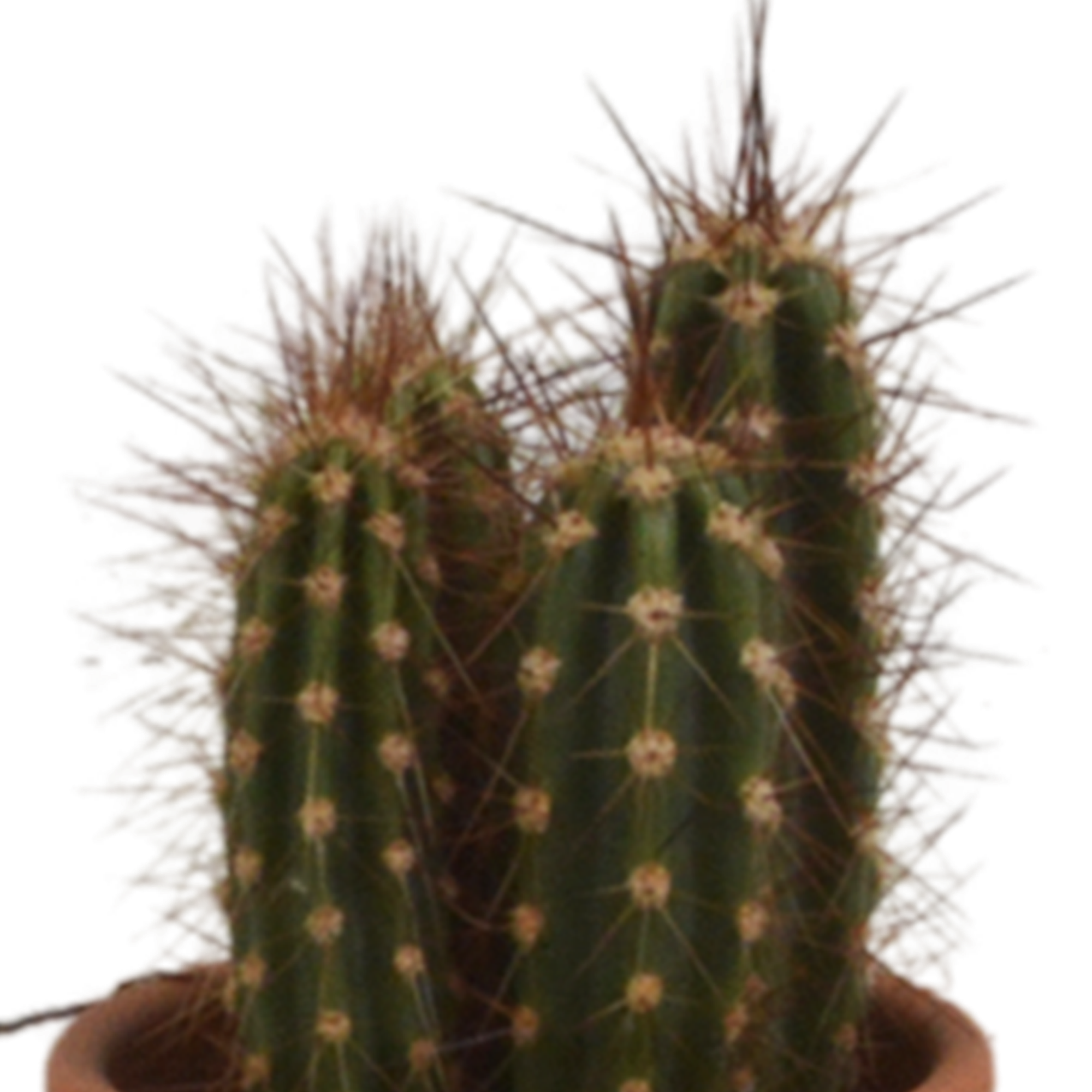 Cactus mix 5.5 cm - 5x - in terracotta pot
