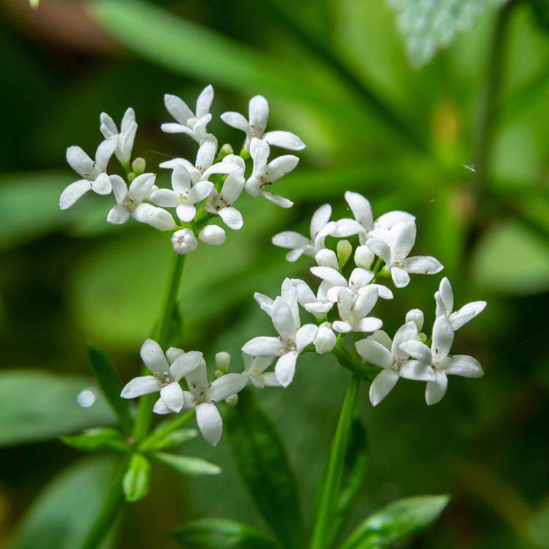 12x Galium odoratum - ↕10-25cm - Ø9cm
