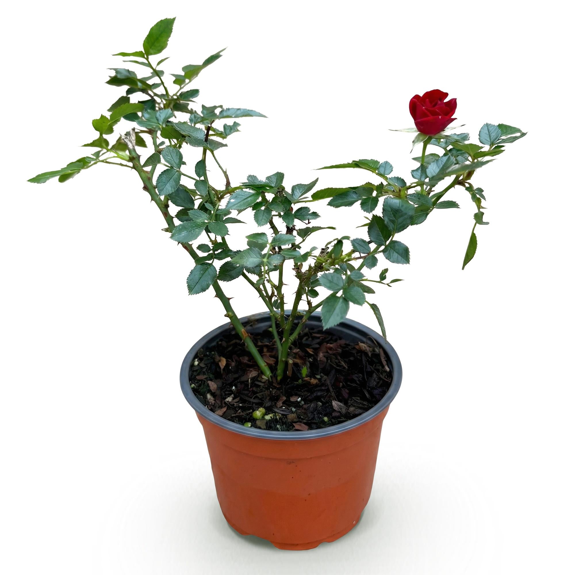 Rosa Rote The Fairy - Roos - Winterhard - Rood - 1 Plant - Pot 12cm - Hoogte Hoogte 20-25cm