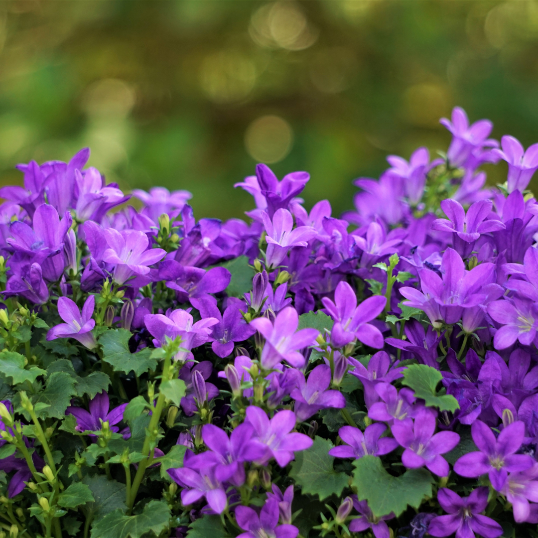 48x Campanula portenschlagiana - ↕10-25cm - Ø9cm