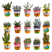 Mix di cactus e piante grasse 5,5 cm | 15 pezzi - in vaso messicano