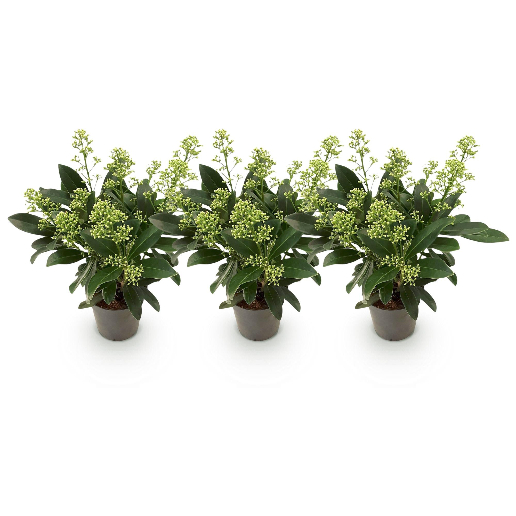 Skimmia japonica Finchy - Bloem Wit - 10+ Bloemen - 3 Planten - Winterhard - Pot 10,5cm Hoogte 25cm