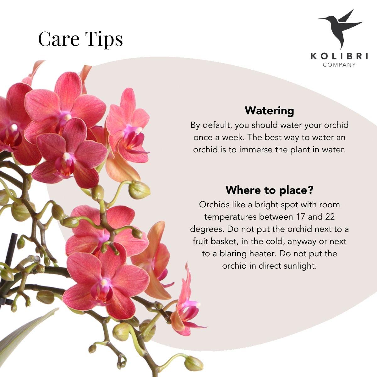 Orchidée Kolibri | Orchidée Phalaenopsis rouge – Congo + Pot Elite argenté – diamètre du pot : 9 cm | Plante d'intérieur fleurie en pot – fraîchement cueillie