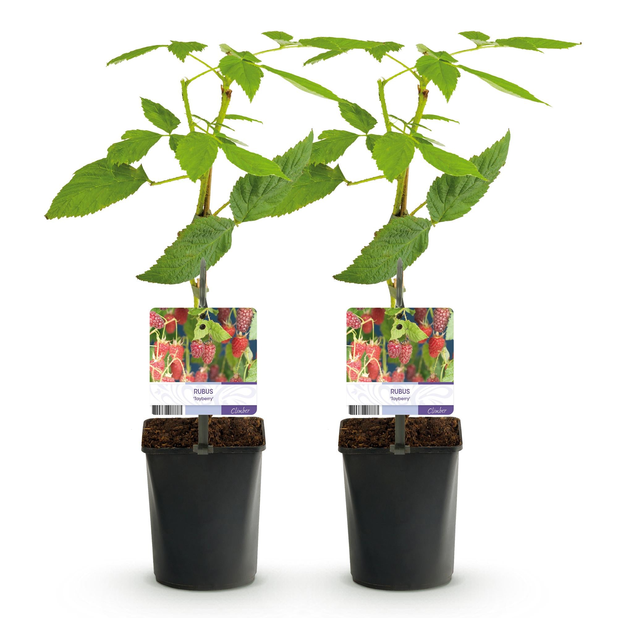 Taybes - Rubus Tayberry  - Rode Vrucht - 2 planten -  Pot 11cm Hoogte 40cm