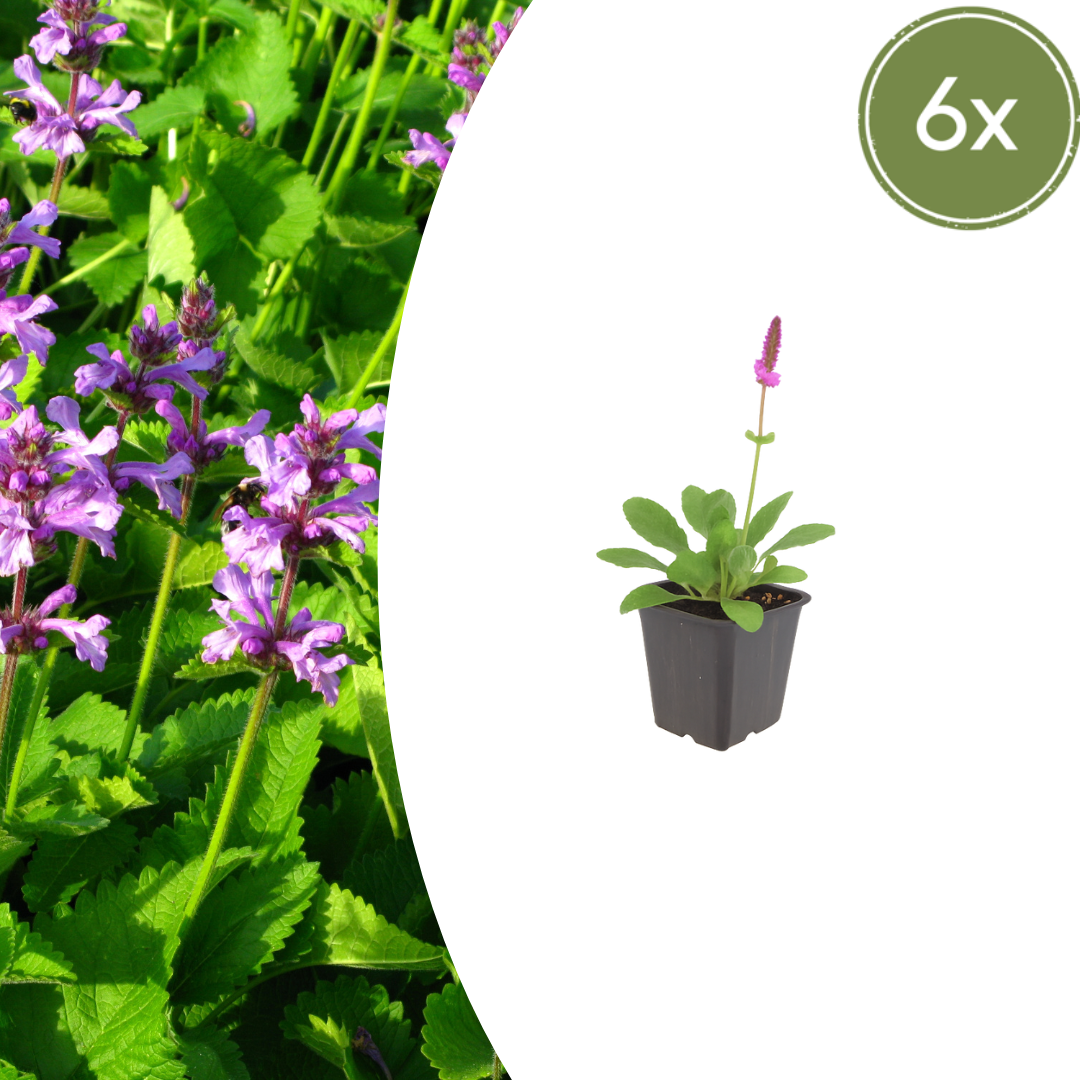 6x Stachys mon. 'Hummelo' - ↕10-25cm - Ø9cm