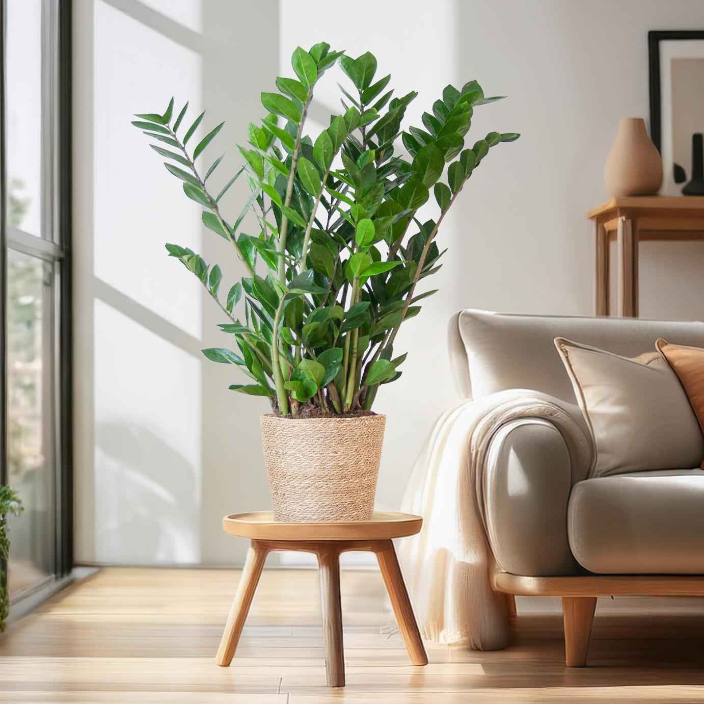 Zamioculcas Zamiifolia - ZZ Plant - met Sofia mand naturel  - 80cm - Ø21