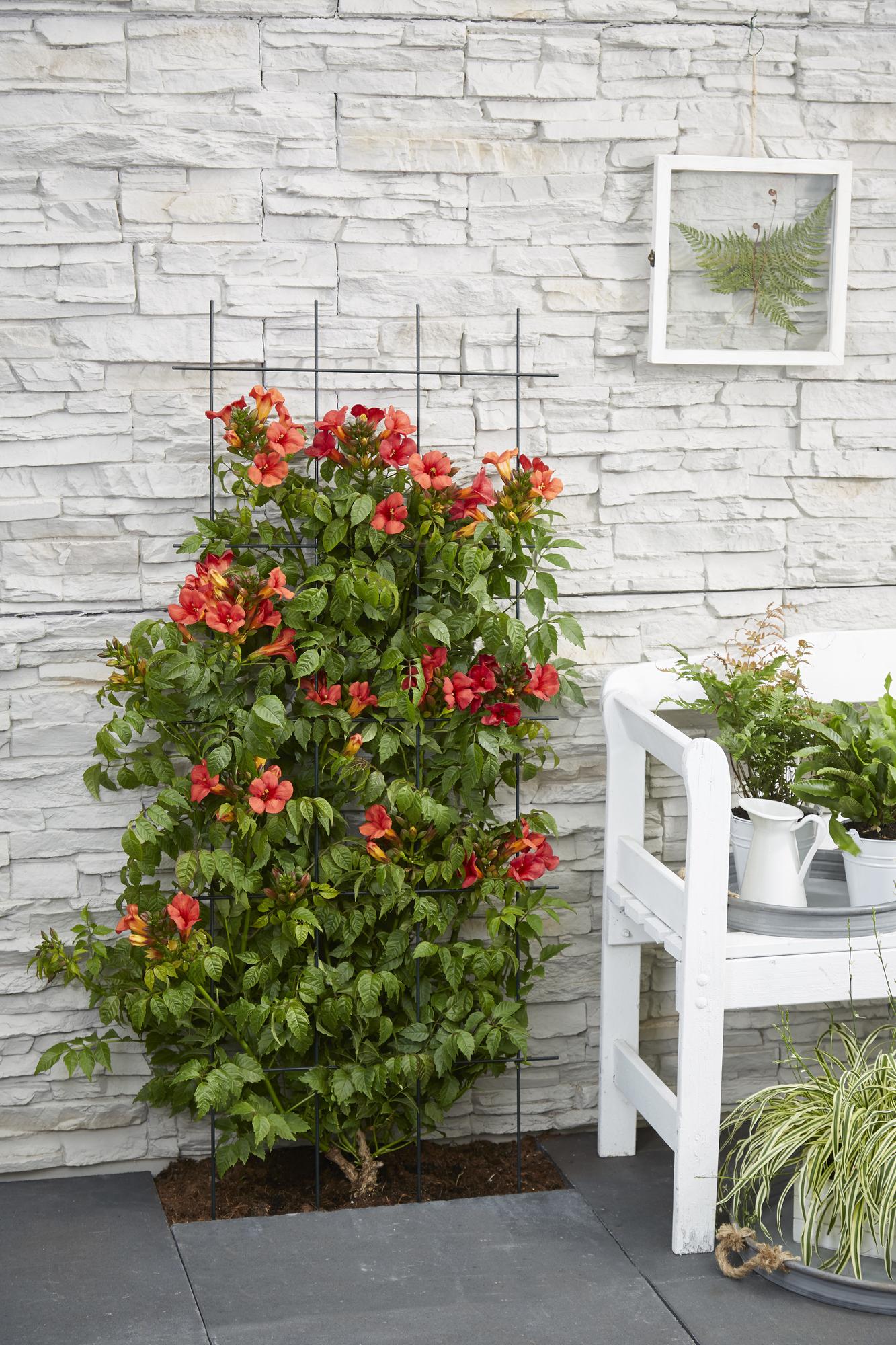 Campsis Summer Jazz Feuertrompete - Ø19cm - ↕70cm - Ø15 - ↨65cm
