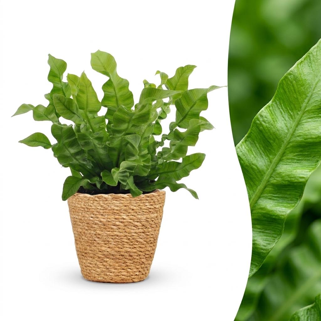 Asplenium Crispy Wave - Asplenium Crispy Wave - 1 Plant - met Mand - Pot 12cm - Hoogte - 30cm