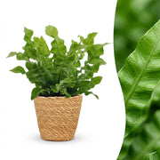 Asplenium Crispy Wave - Asplenium Crispy Wave - 1 Plant - met Mand - Pot 12cm - Hoogte - 30cm
